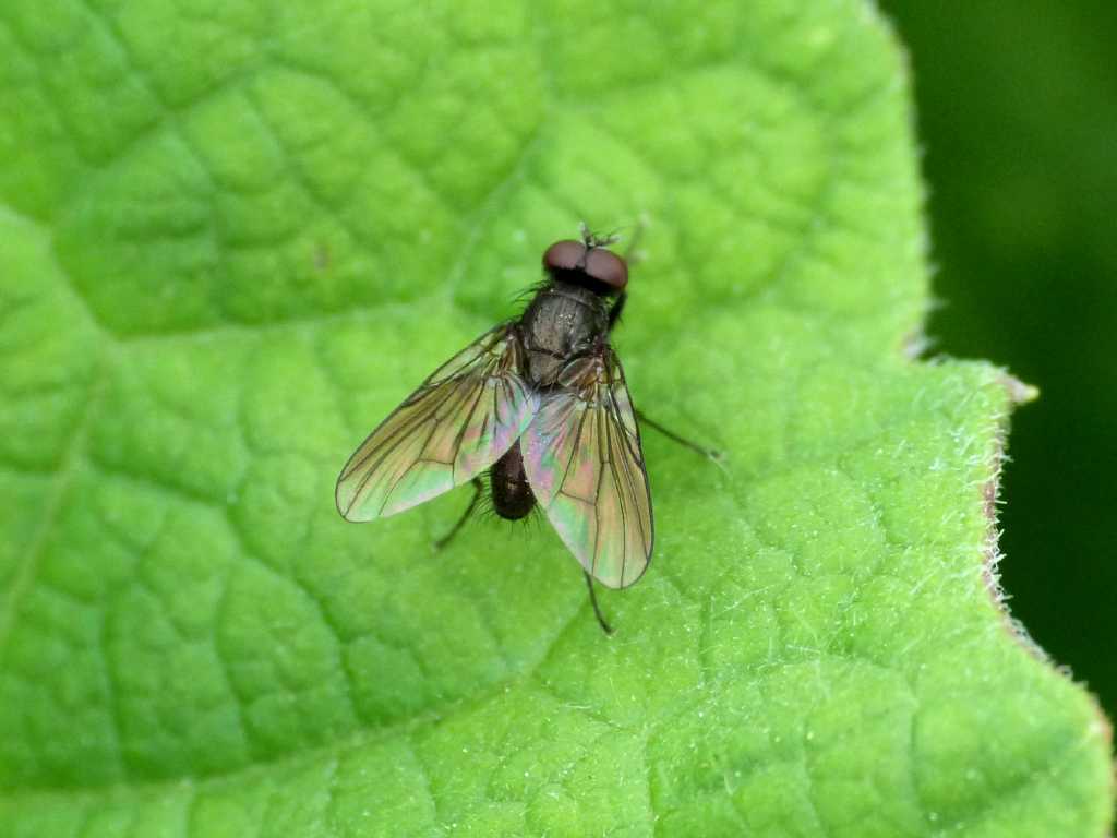 Altra mosca nera: Hebecnema sp. (Muscidae)